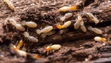 7 طرق فعالة ومجربة للقضاء على النمل الأبيض في منزلك